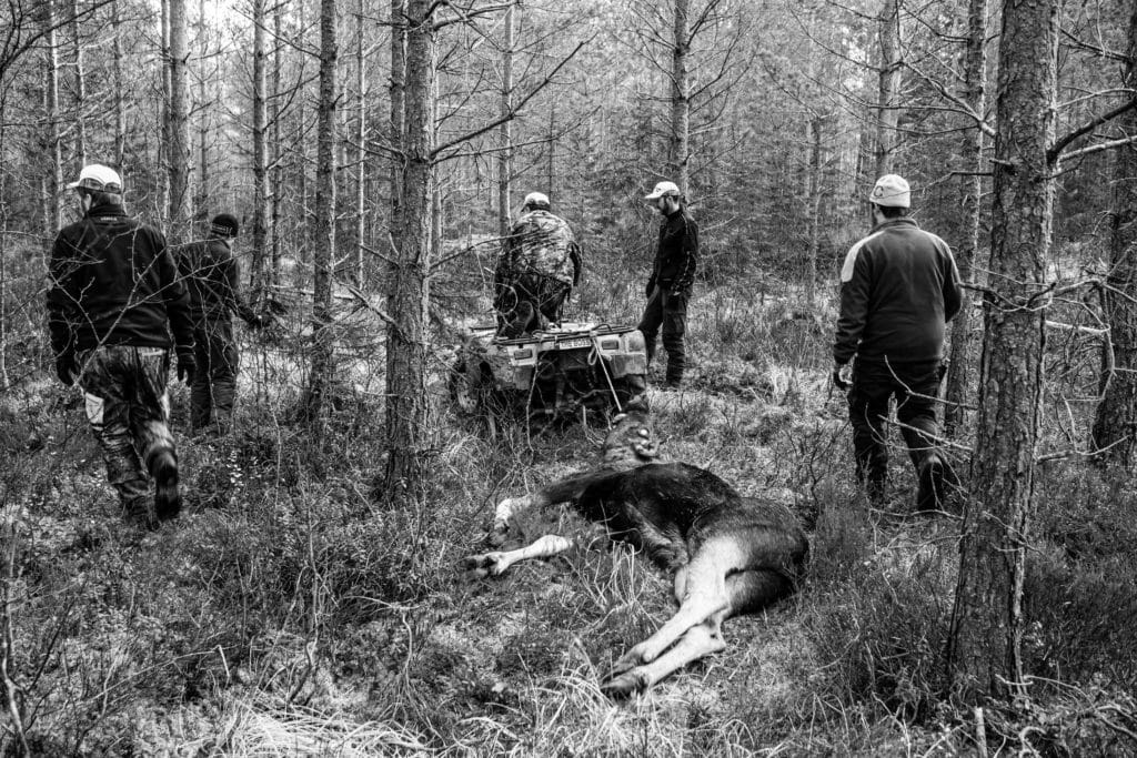 Älgjakt i Värmland och älgdragning med fyrhjuling 